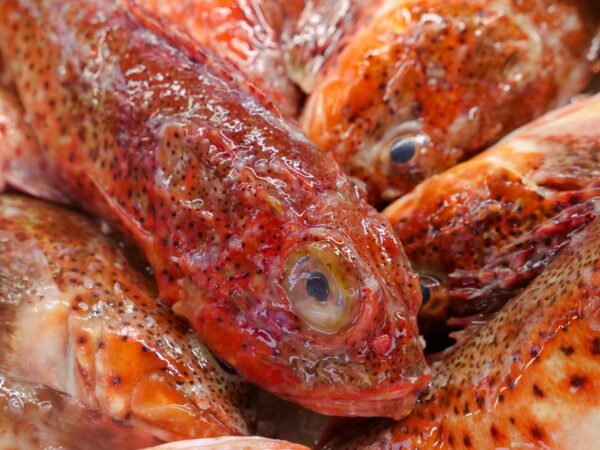 Detailed view of fresh red snapper fish on display at a seafood market.
